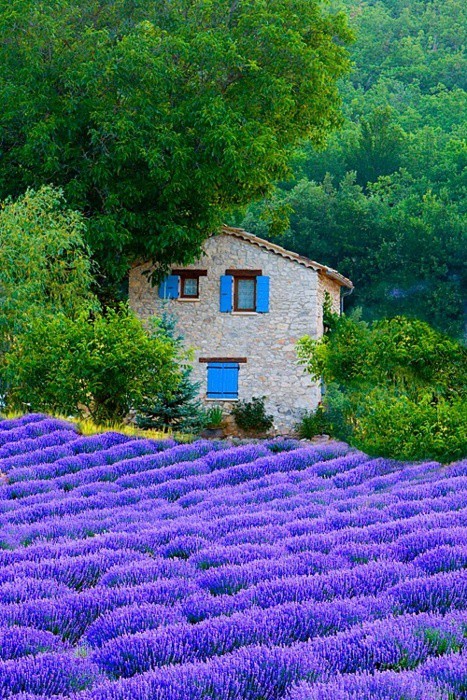 Lavender Fields, Sault, Provence, France Lavender Fields, Sault, Provence, France