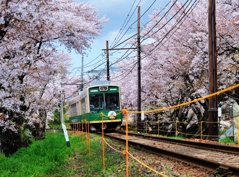 Blossoms along a path