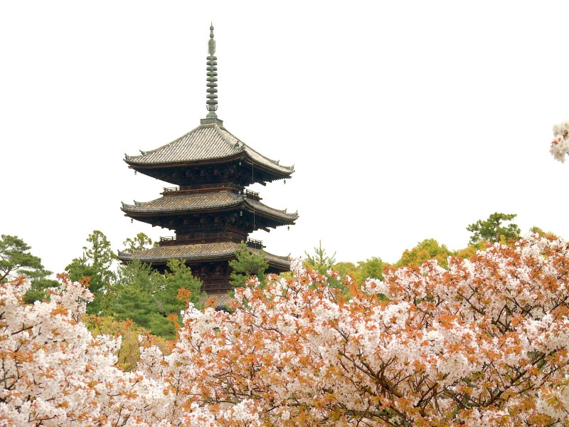 Cherry blossom detail