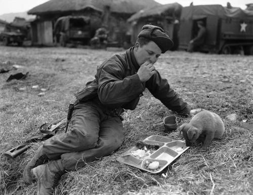 war-animals14