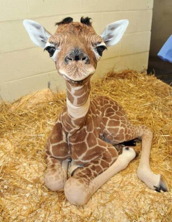 irresistable-adorables15 Baby giraffe calf sitting on straw