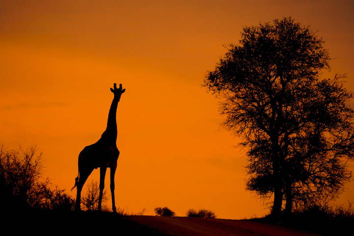 Wildlife outline against sky by Mario Moreno