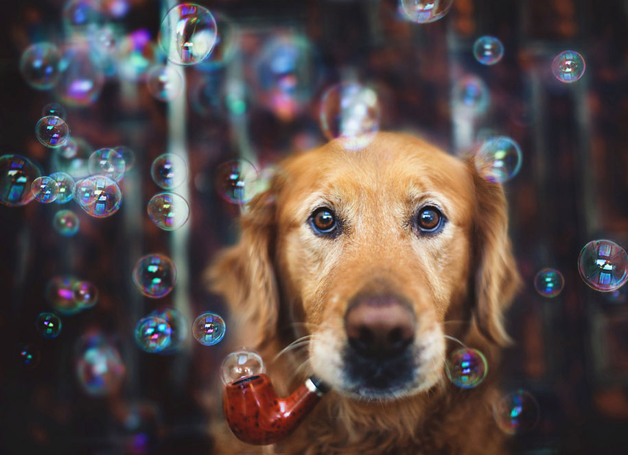 golden retriever six Jessica Trinh