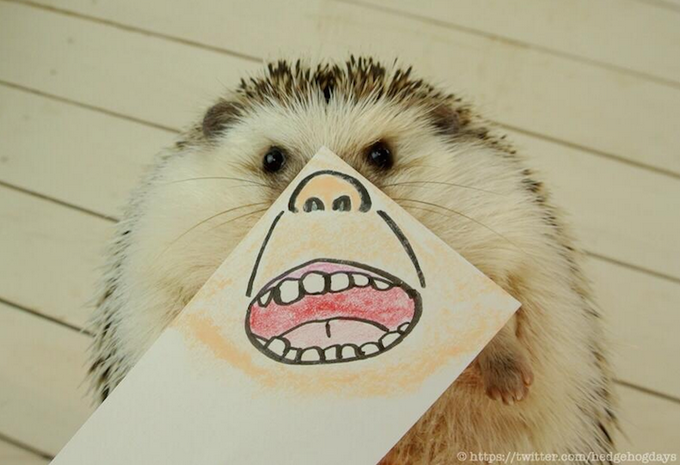 Hedgehog Marutaro funny mask photo