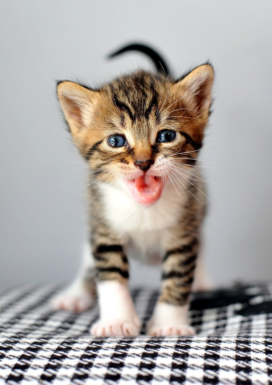 Adorable animal portrait from Irresistable Adorables 3