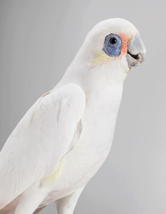 Cockatoo portrait by Leila Jeffreys