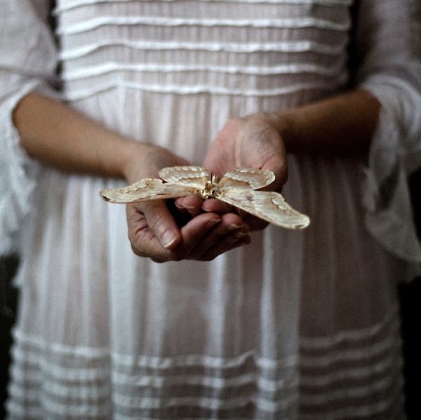 Close composition of butterflies and dress fabric in Brisson’s butterfly series