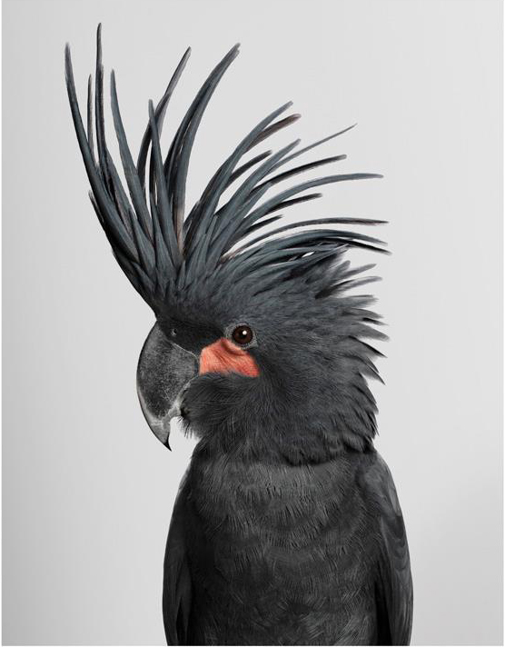 Cockatoo portrait by Leila Jeffreys