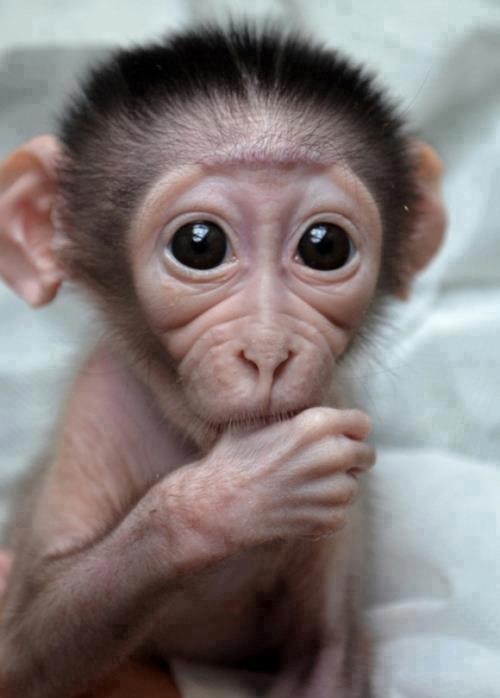 Infant monkey portrait with fingers near mouth