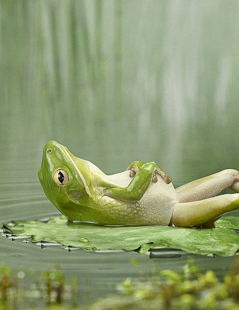 Adorable animal photo from Irresistable Adorables 3