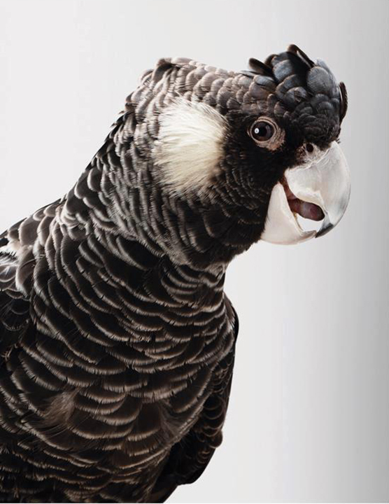 Cockatoo portrait by Leila Jeffreys
