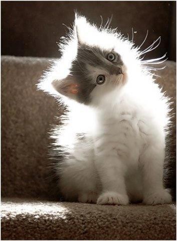 irresistable-adorables03 Backlit fluffy kitten on carpeted stairs