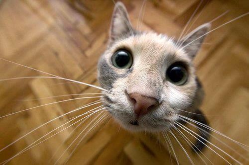 irresistable-adorables13 Wide-angle close-up of a curious cat face