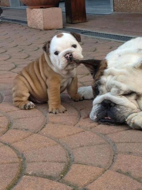 Adorable animal photo from Irresistable Adorables 3