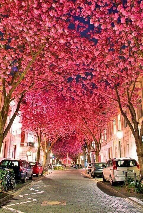 cherry-blossoms-germany