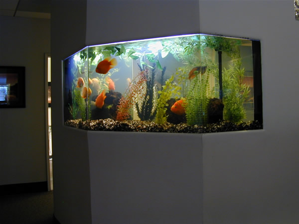 in-wall-aquariums06