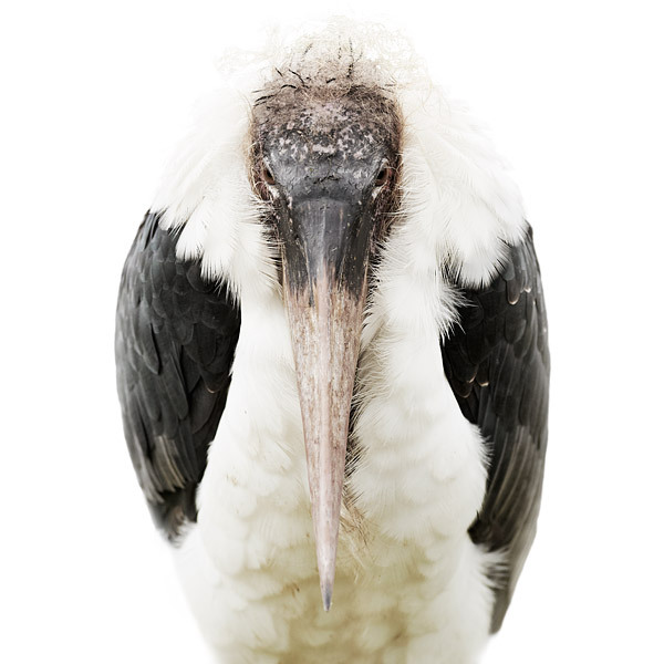 Marabou stork portrait by Morten Koldby