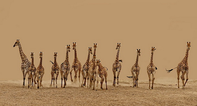 Sony photo awards