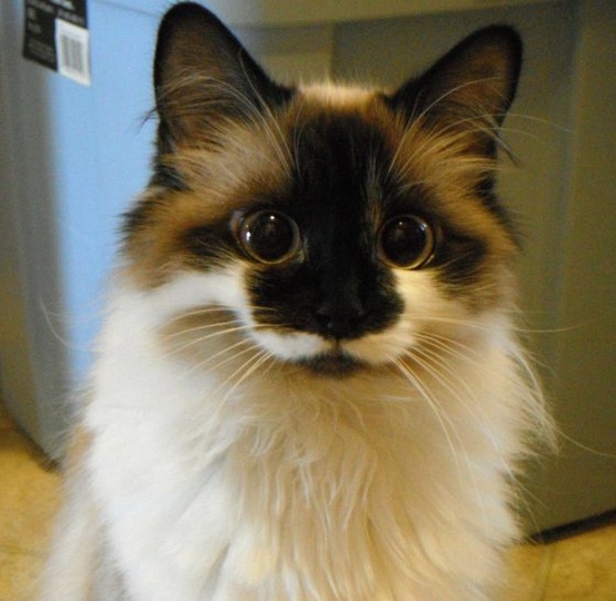 Fluffy longhaired cat with white mustache marking and huge dark eyes
