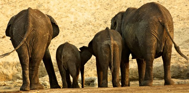amazing-animal-photography01