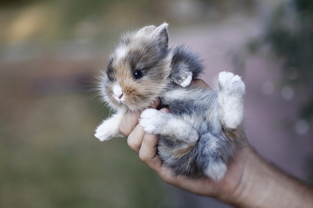 adorables20