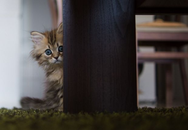 Closing gallery portrait of Daisy the kitten