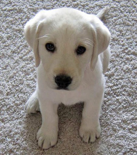 irresistable-adorables18 Cream Labrador puppy looking up at the camera