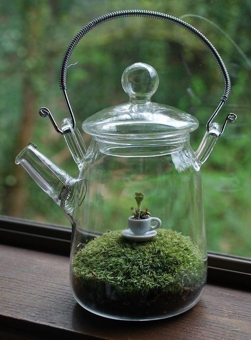 Condensation on closed terrarium glass