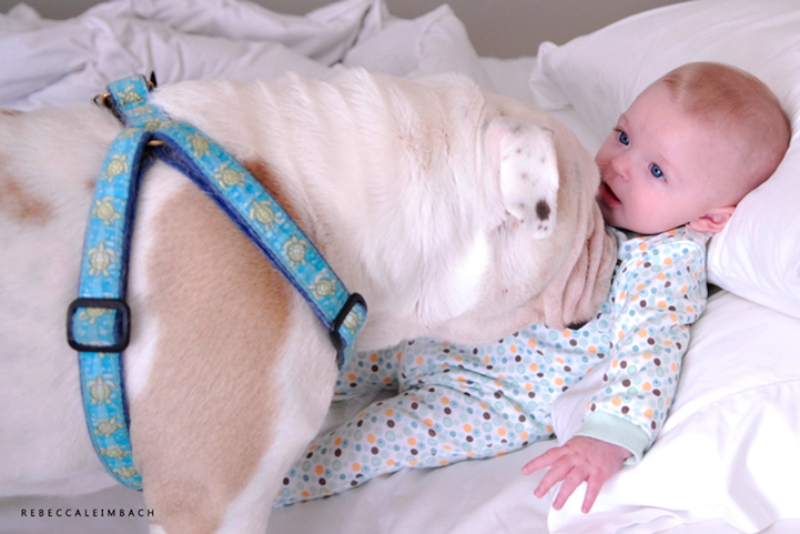 young-girl-bulldog03