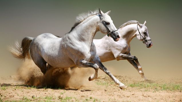 amazing-animal-photography05