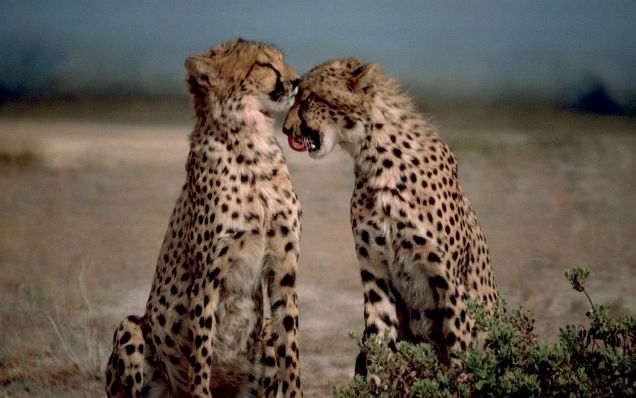 amazing-animal-photography08