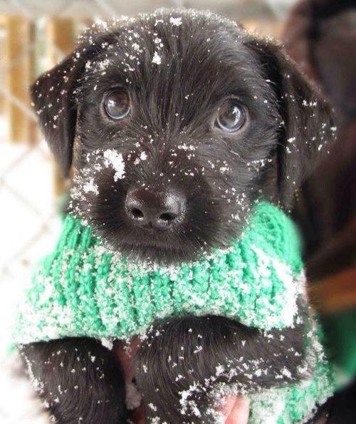 adorables07