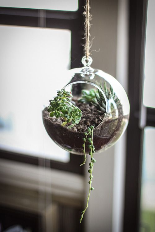 Healthy terrarium in indirect light