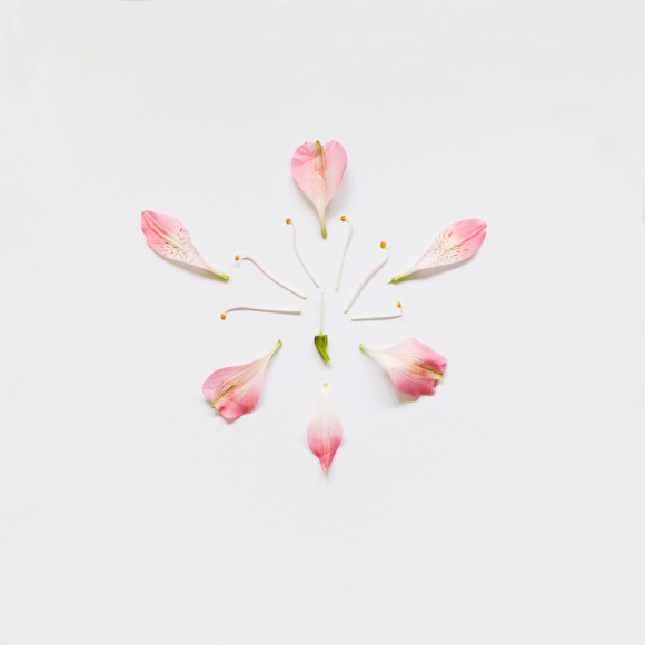 Peruvian lily from Exploded Flowers by Fong Qi Wei