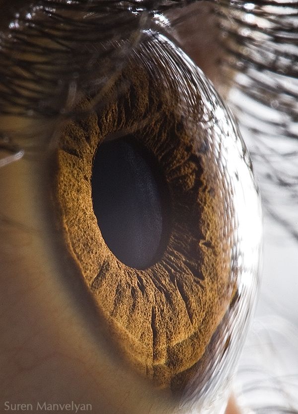 Human iris extreme close-up by Suren Manvelyan