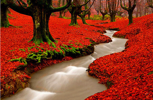 red-autumun-woods-portugal