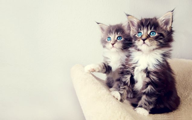 amazing-animal-photography04