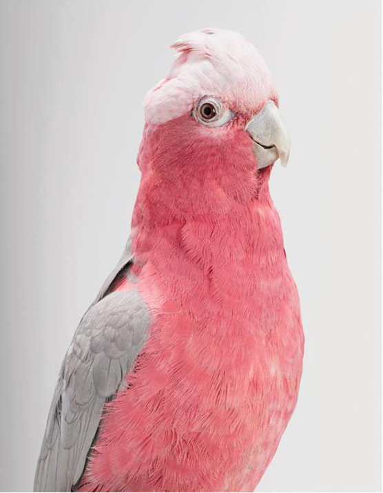 Cockatoo portrait by Leila Jeffreys