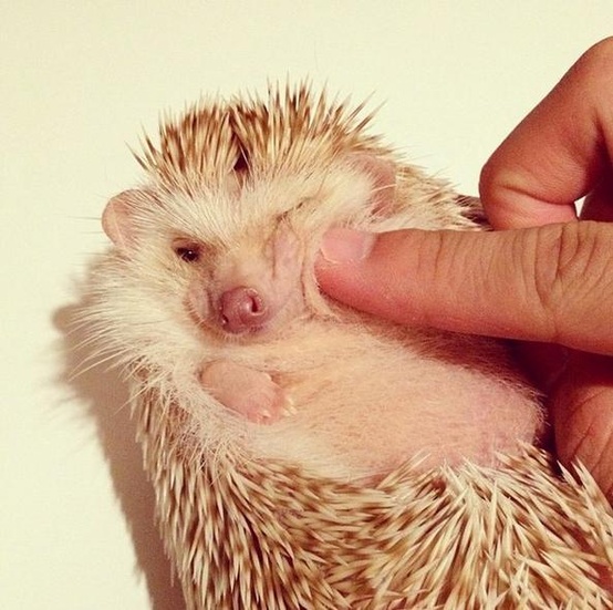 Pale hedgehog with a finger gently poking its cheek