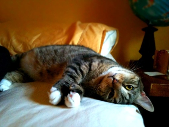 Tabby cat lying upside down on a bed with an orange pillow