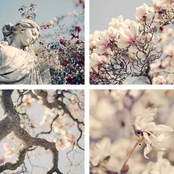 Pink floral photograph by Liz Rusby