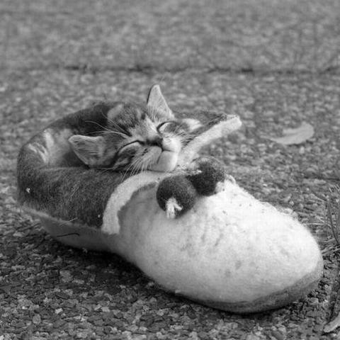 irresistable-adorables17 Tabby kitten sleeping in a felted slipper