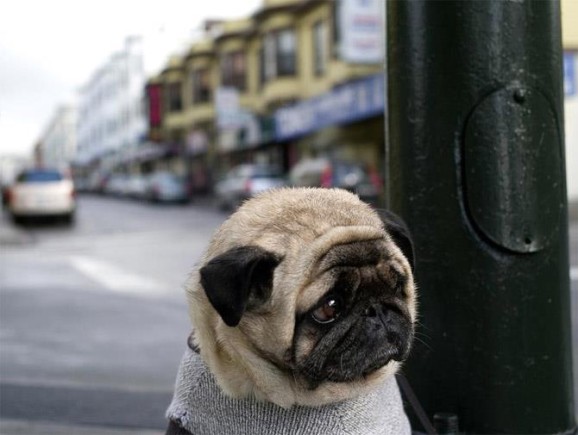 irresistable-adorables02 Pug in a knit sweater on a city street