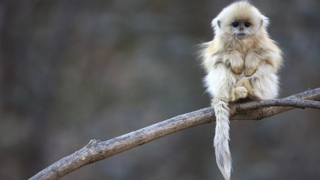 amazing-animal-photography12