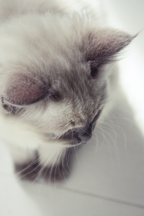 adorables16