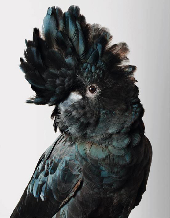 Cockatoo portrait by Leila Jeffreys