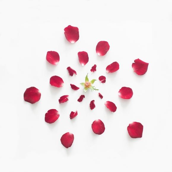 Rose from Exploded Flowers by Fong Qi Wei