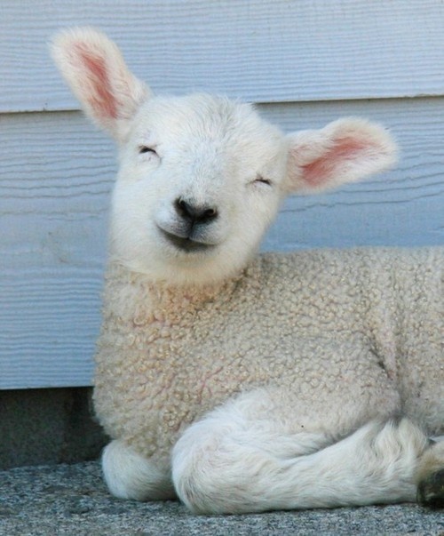 adorables08