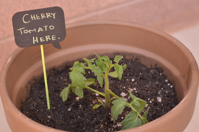 DIY chalkboard plant markers
