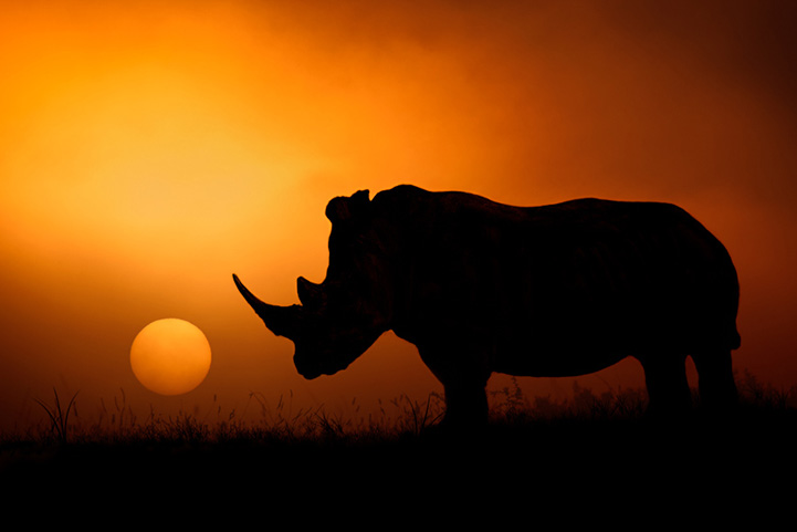 Mario Moreno wildlife silhouette